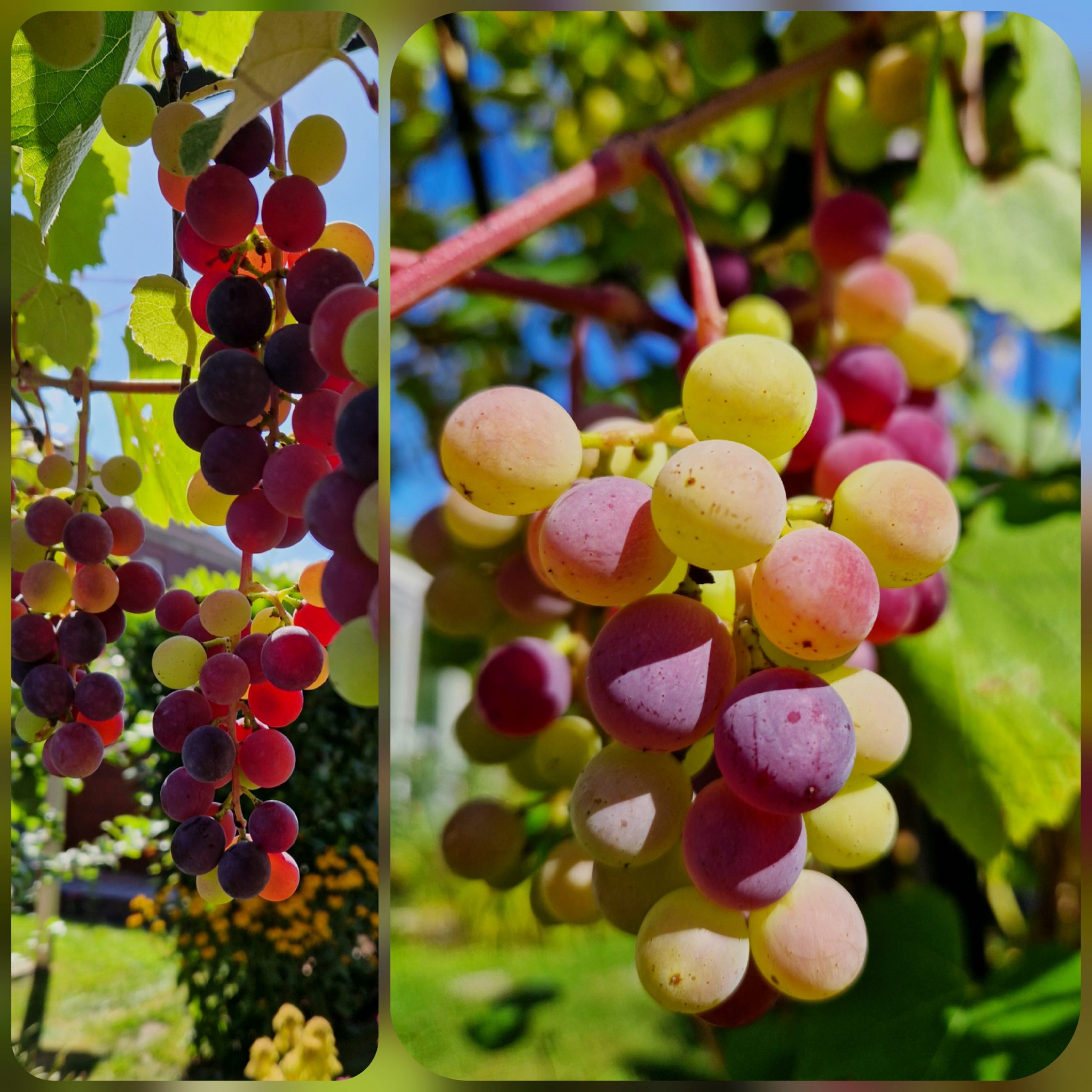 Weinfest in Sankt Meinolfus